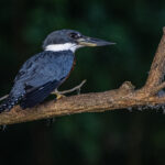 The population density of Ringed Kingfishers at Cano Negro is hard to believe (image by Oliver Krueger)