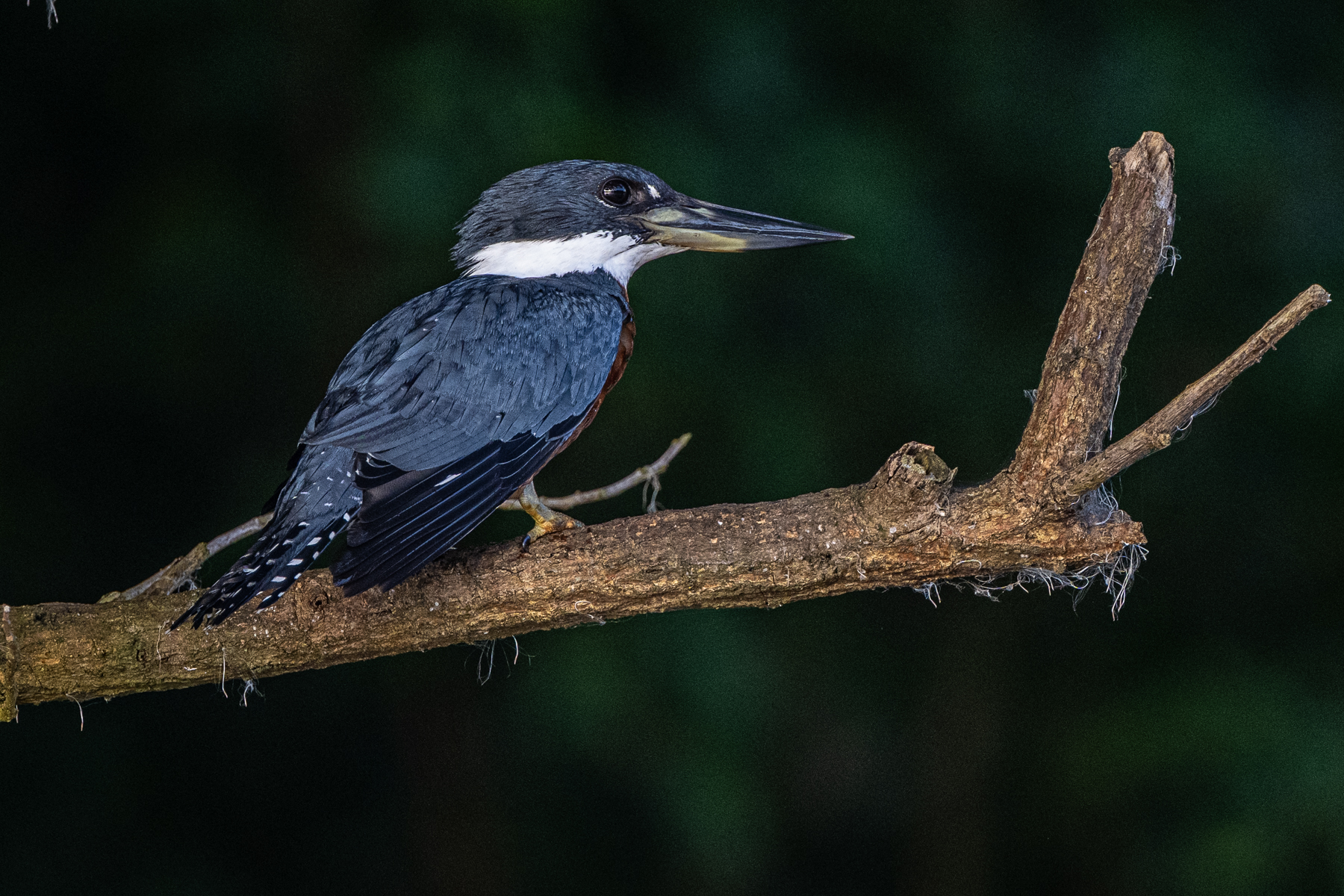 The population density of Ringed Kingfishers at Cano Negro is hard to believe (image by Oliver Krueger)