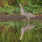 A Bare-throated Tiger Heron walks along the river bank (image by Oliver Krueger)