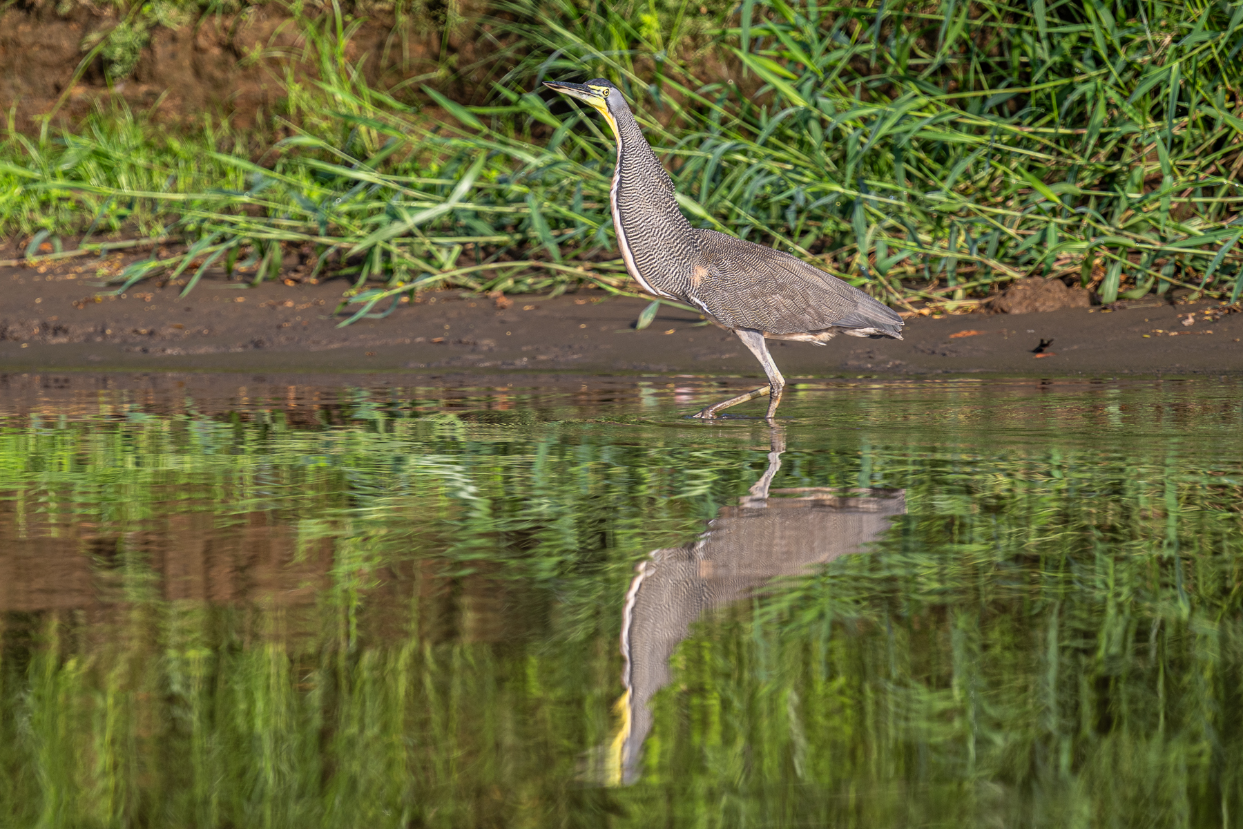 A Bare-throated Tiger Heron walks along the river bank (image by Oliver Krueger)