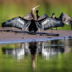 Drying its plumage after a fishing trip, male Anhinga (image by Oliver Krueger)