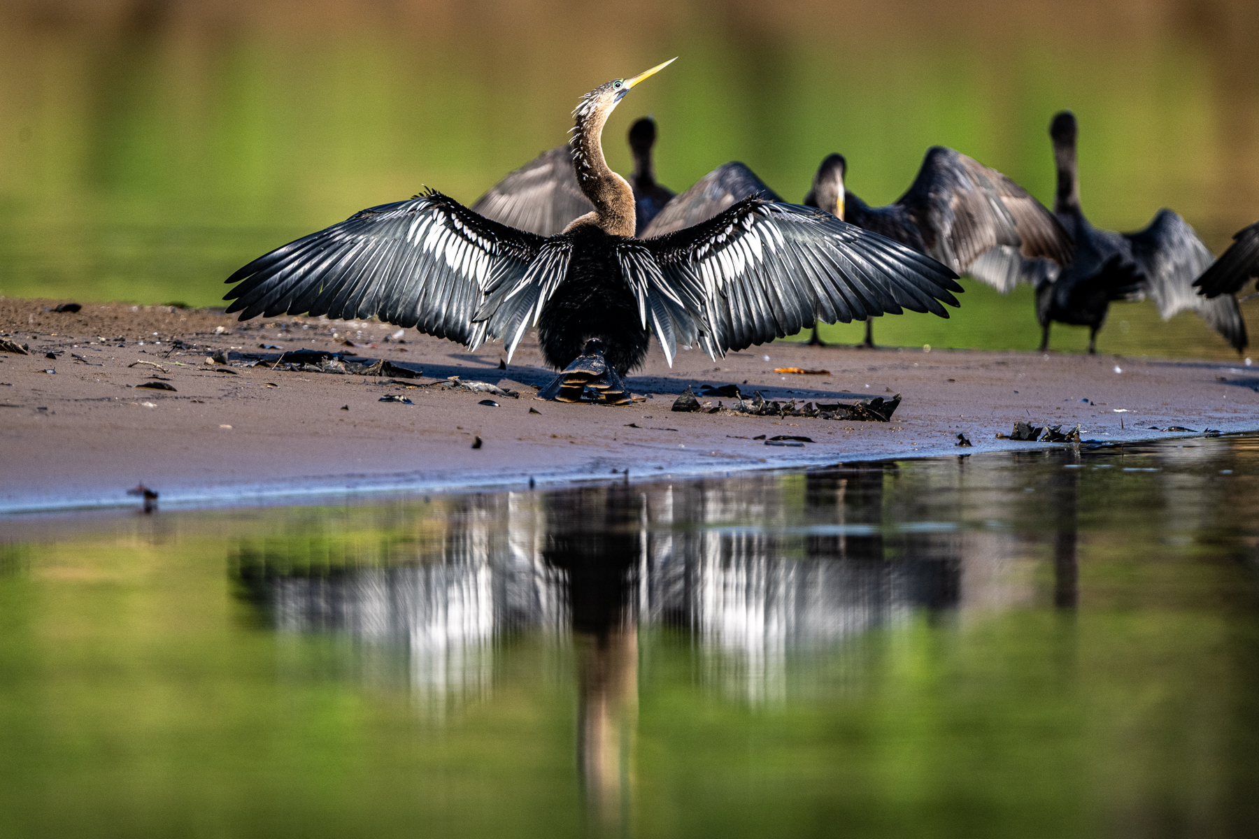 Drying its plumage after a fishing trip, male Anhinga (image by Oliver Krueger)