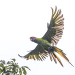 Great Green Macaw: a flash of colours even on a cloudy and rainy afternoon (image by Oliver Krueger)