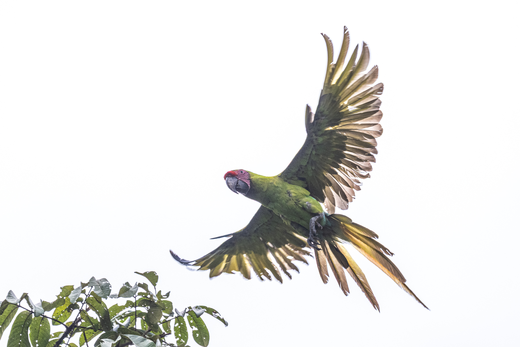 Great Green Macaw: a flash of colours even on a cloudy and rainy afternoon (image by Oliver Krueger)