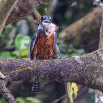 A big catch, even for the biggest Kingfisher of Central America (image by Oliver Krueger)