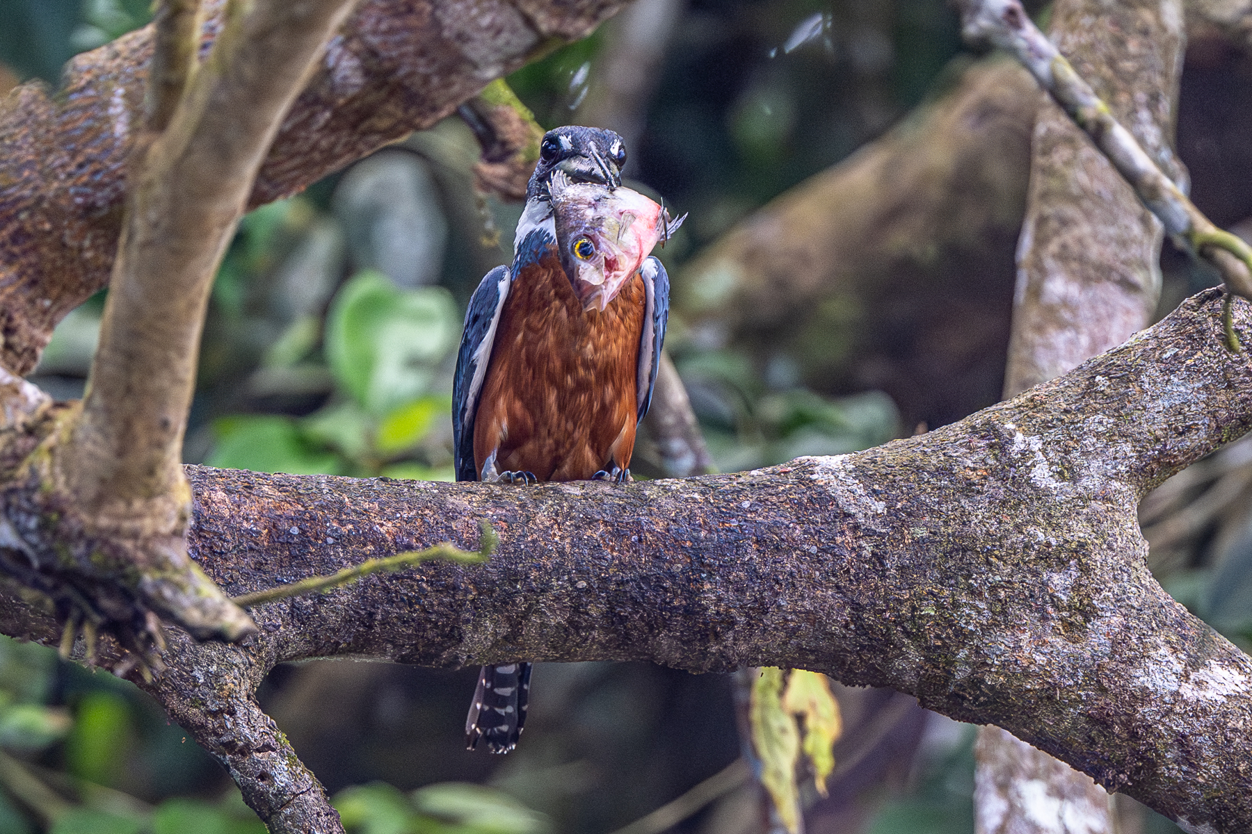 A big catch, even for the biggest Kingfisher of Central America (image by Oliver Krueger)