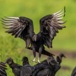 Black can be beautiful, exemplified by a Black Vulture about to land (image by Oliver Krueger)