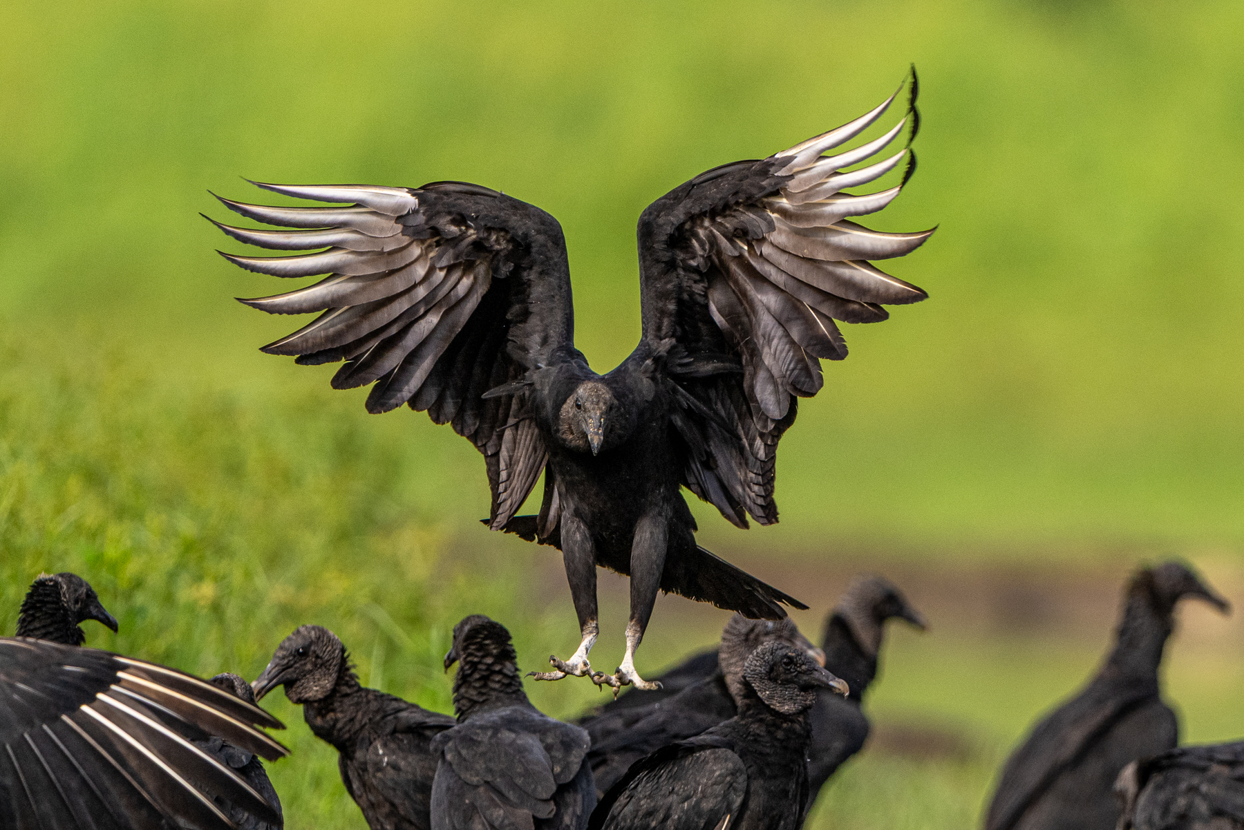 Black can be beautiful, exemplified by a Black Vulture about to land (image by Oliver Krueger)