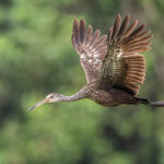 Limpkin flying by (image by Oliver Krueger)