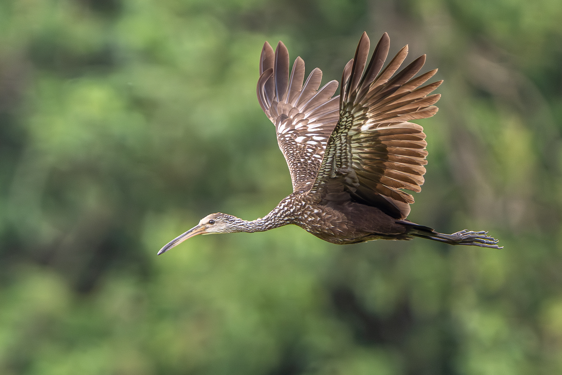Limpkin flying by (image by Oliver Krueger)
