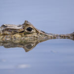 The quiet lagoon of Cano Negro makes mirror images of Spectacled Caiman relatively easy (image by Oliver Krueger)
