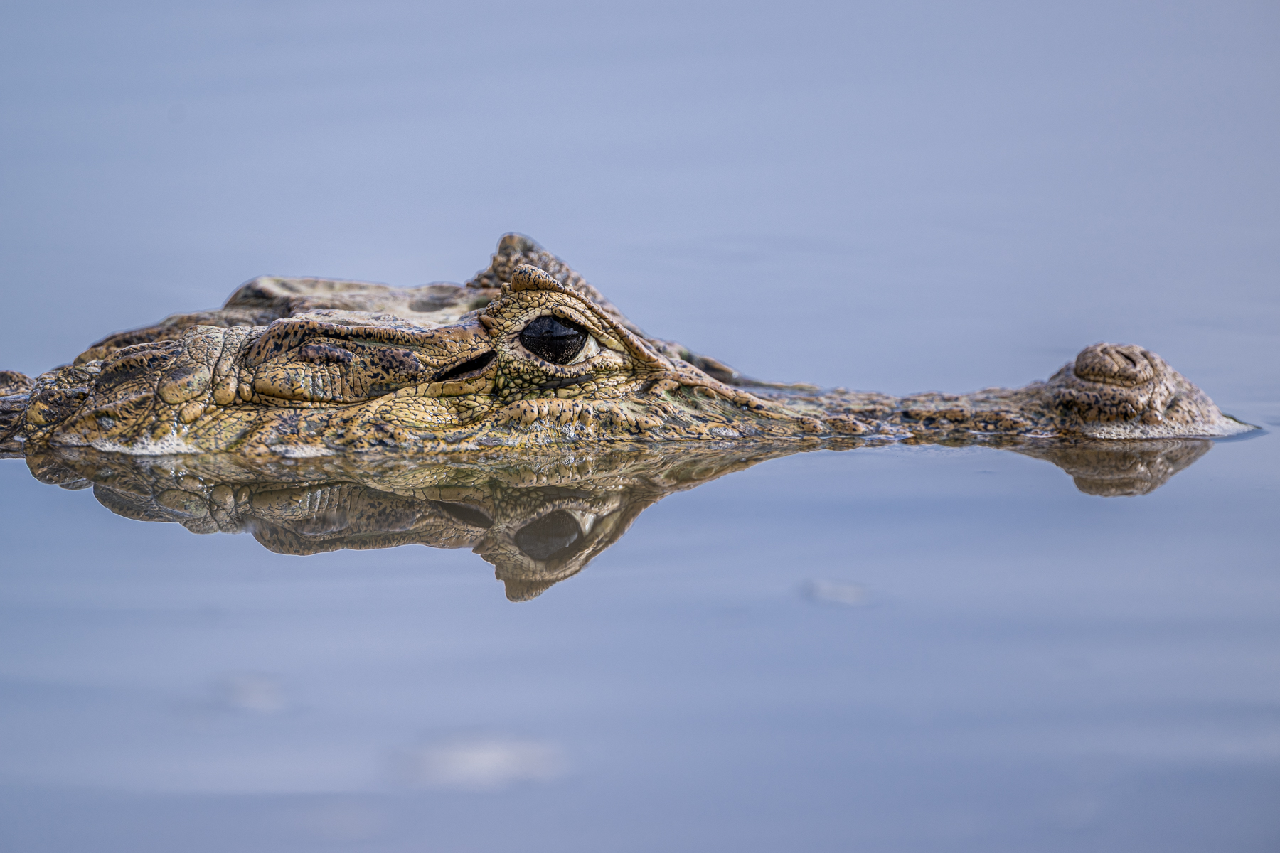 The quiet lagoon of Cano Negro makes mirror images of Spectacled Caiman relatively easy (image by Oliver Krueger)