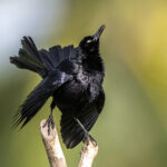 Seeing a male Nicaraguan Grackle in full display is a real treat (image by Oliver Krueger)
