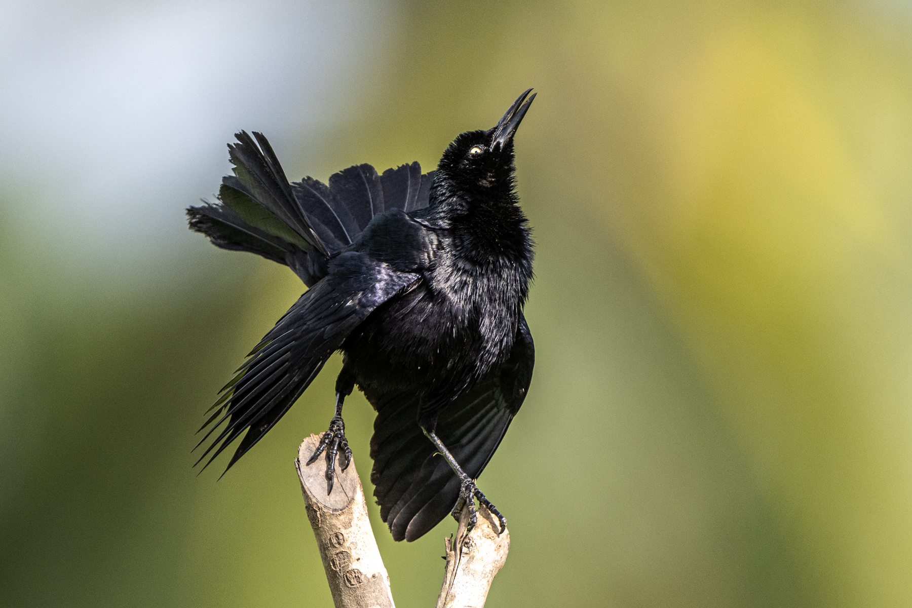 Seeing a male Nicaraguan Grackle in full display is a real treat (image by Oliver Krueger)