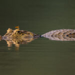 The quiet lagoon of Cano Negro makes mirror images of Spectacled Caiman relatively easy, even with a dragonfly (image by Oliver Krueger)
