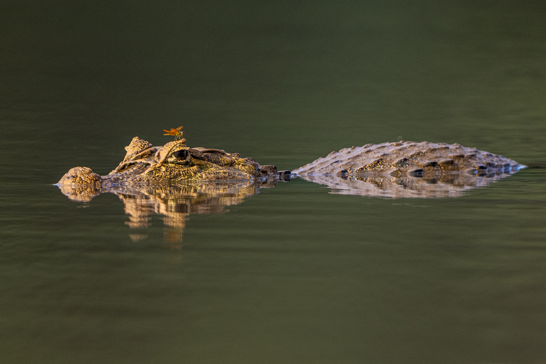 The quiet lagoon of Cano Negro makes mirror images of Spectacled Caiman relatively easy, even with a dragonfly (image by Oliver Krueger)