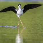 The longest legs relative to body size in the bird world, a Black-necked Stilt (image by Oliver Krueger)