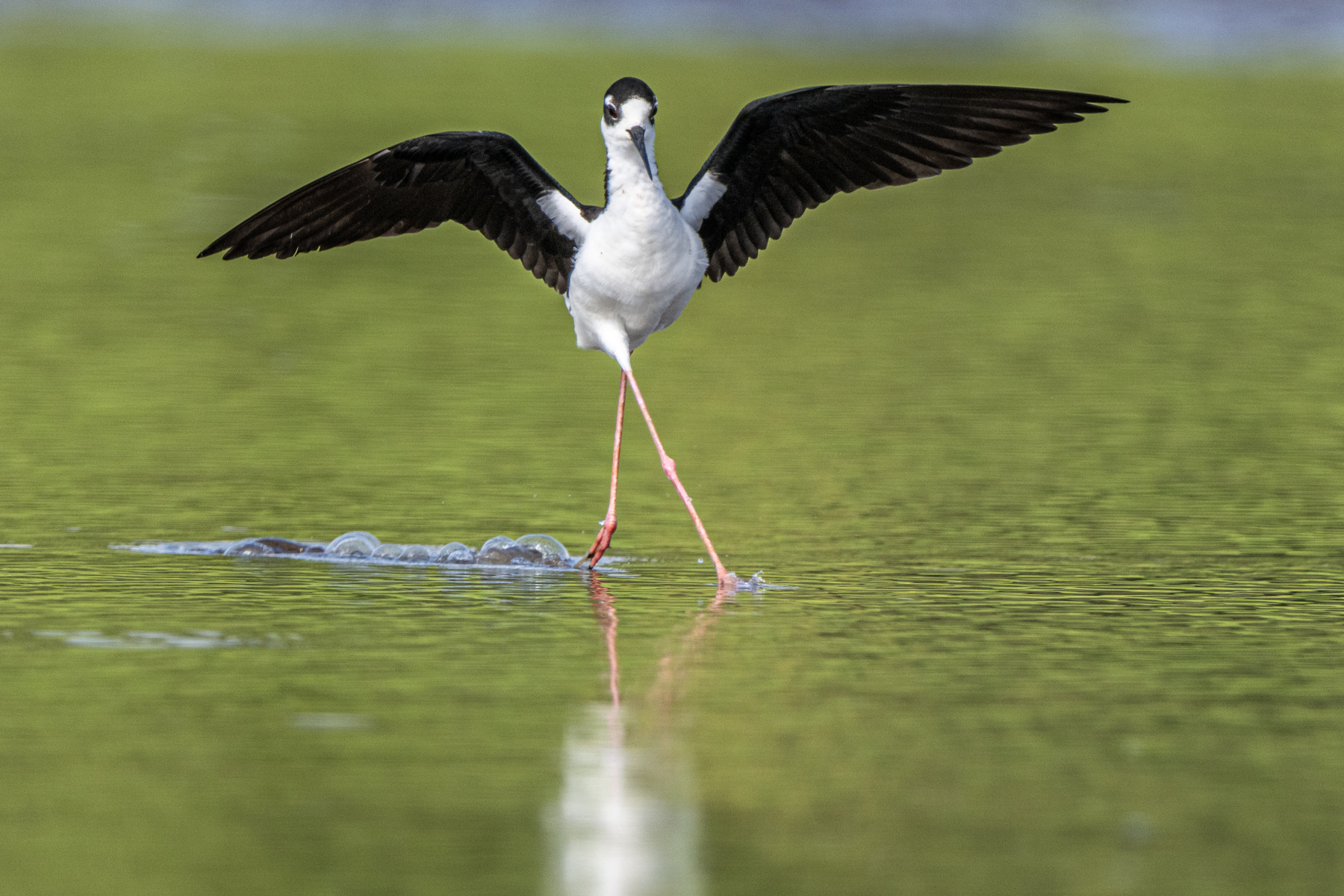The longest legs relative to body size in the bird world, a Black-necked Stilt (image by Oliver Krueger)