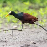 Normally slow, this Northern Jacana dashes by (image by Oliver Krueger)