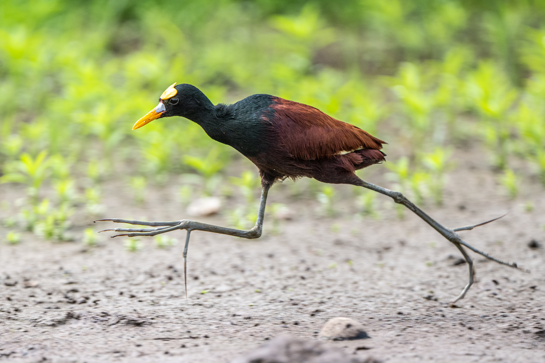 Normally slow, this Northern Jacana dashes by (image by Oliver Krueger)