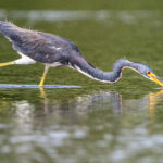 The moment of impact! Tri-coloured Heron (image by Oliver Krueger)
