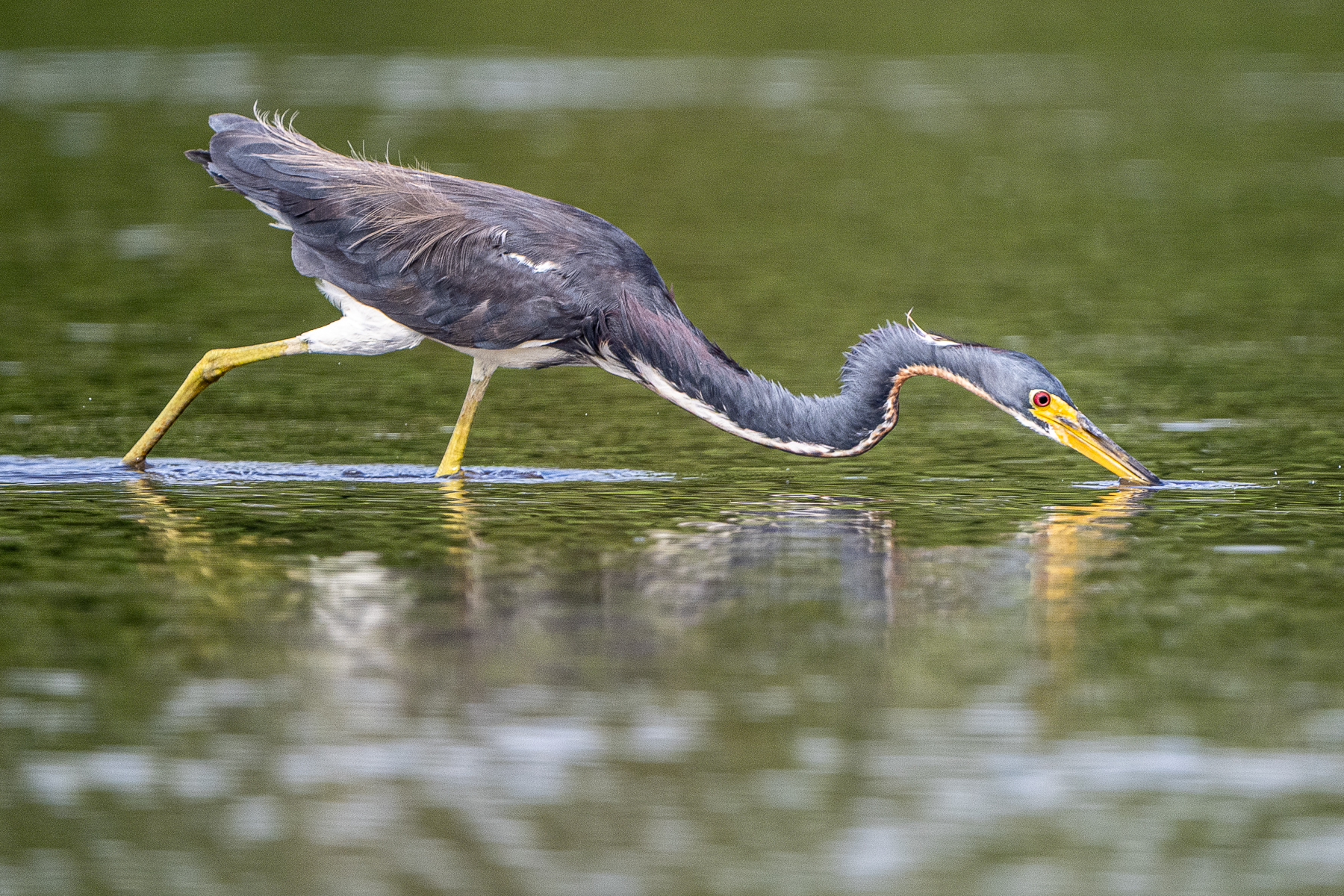 The moment of impact! Tri-coloured Heron (image by Oliver Krueger)
