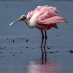 A Roseate Spoonbill ruffles its plumage (image by Oliver Krueger)