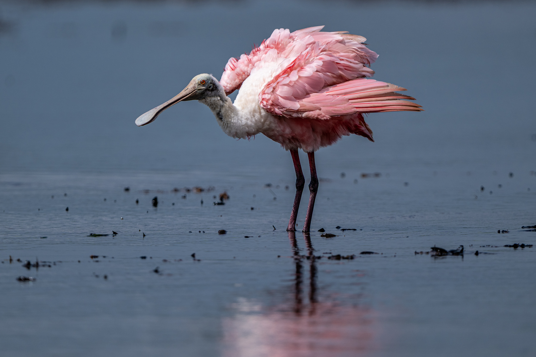 A Roseate Spoonbill ruffles its plumage (image by Oliver Krueger)