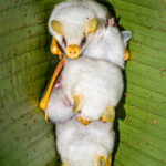 Group-roosting Honduran White Bats surely belong to the cutest species in Costa Rica (image by Oliver Krueger)