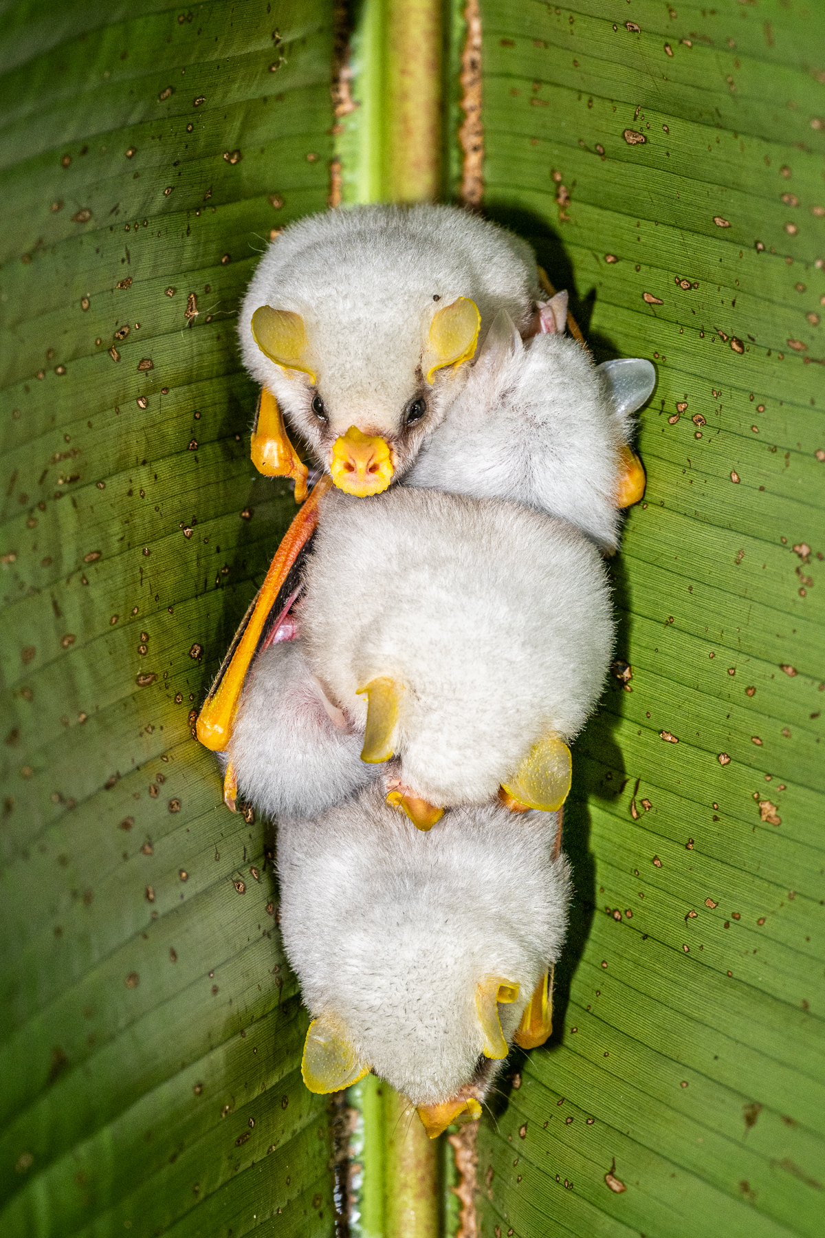 Group-roosting Honduran White Bats surely belong to the cutest species in Costa Rica (image by Oliver Krueger)