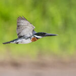 Because of their abundance, obtaining flight shots of Amazon Kingfidhers is a real possibility at Cano Negro (image by Oliver Krueger)