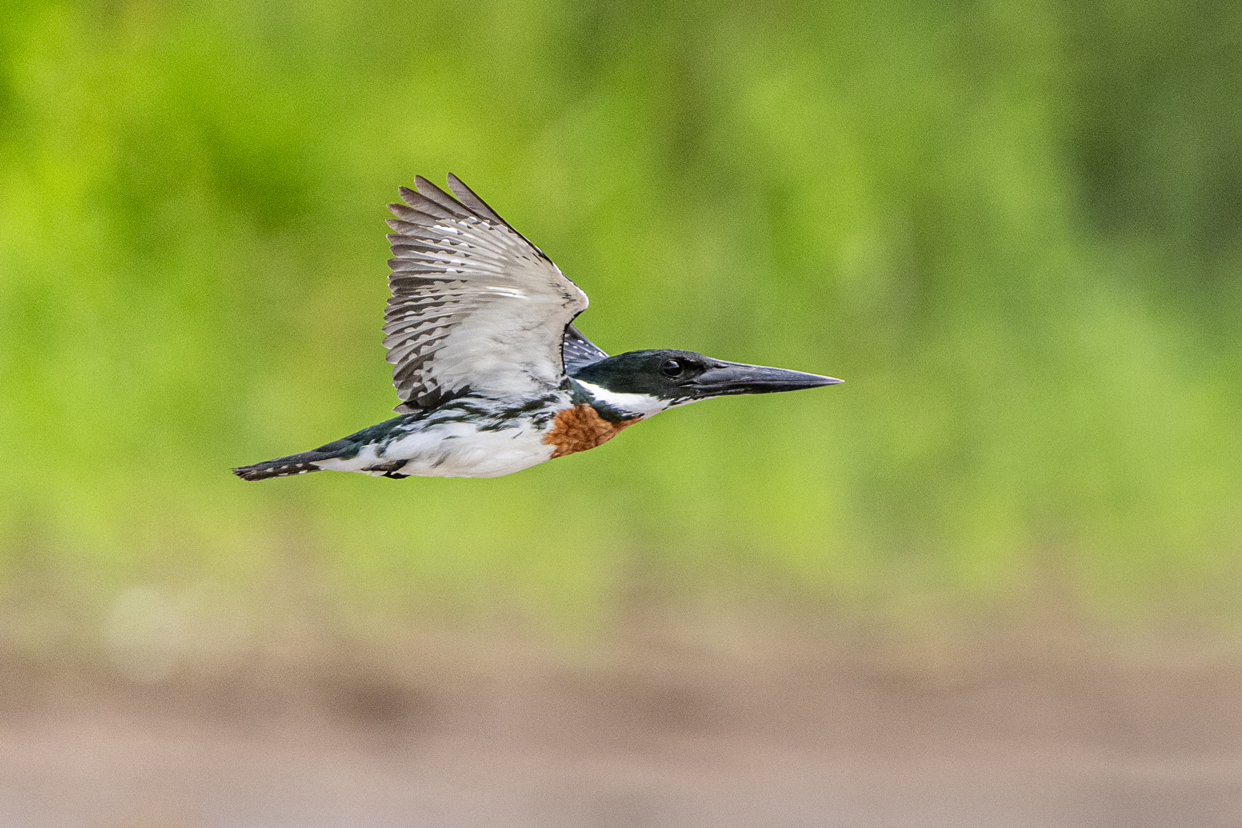 Because of their abundance, obtaining flight shots of Amazon Kingfidhers is a real possibility at Cano Negro (image by Oliver Krueger)