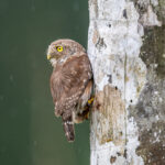 Always watchful, a Central American Pygmy Owl in front of the nest hole (image by Oliver Krueger)