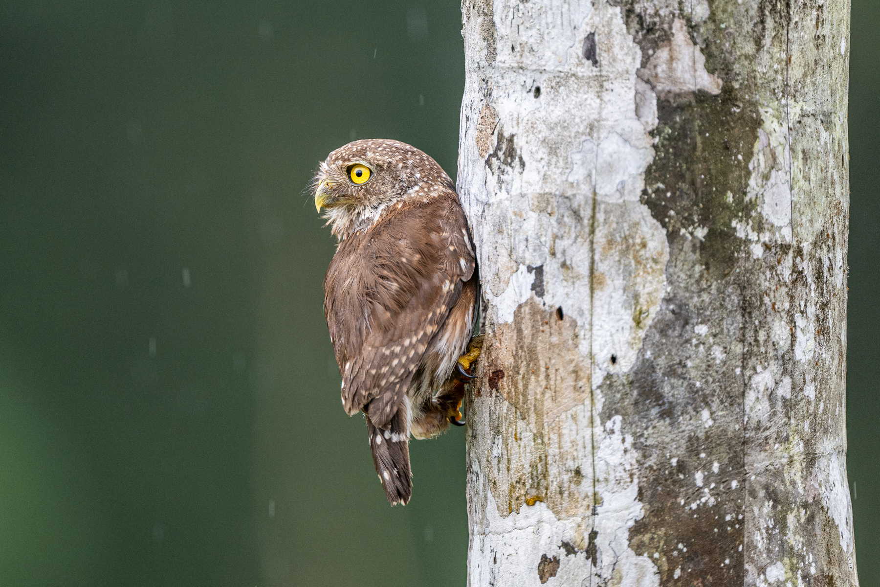 Always watchful, a Central American Pygmy Owl in front of the nest hole (image by Oliver Krueger)