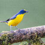 Tiny yet beautiful, a male Yellow-throated Euphonia (image by Oliver Krueger)