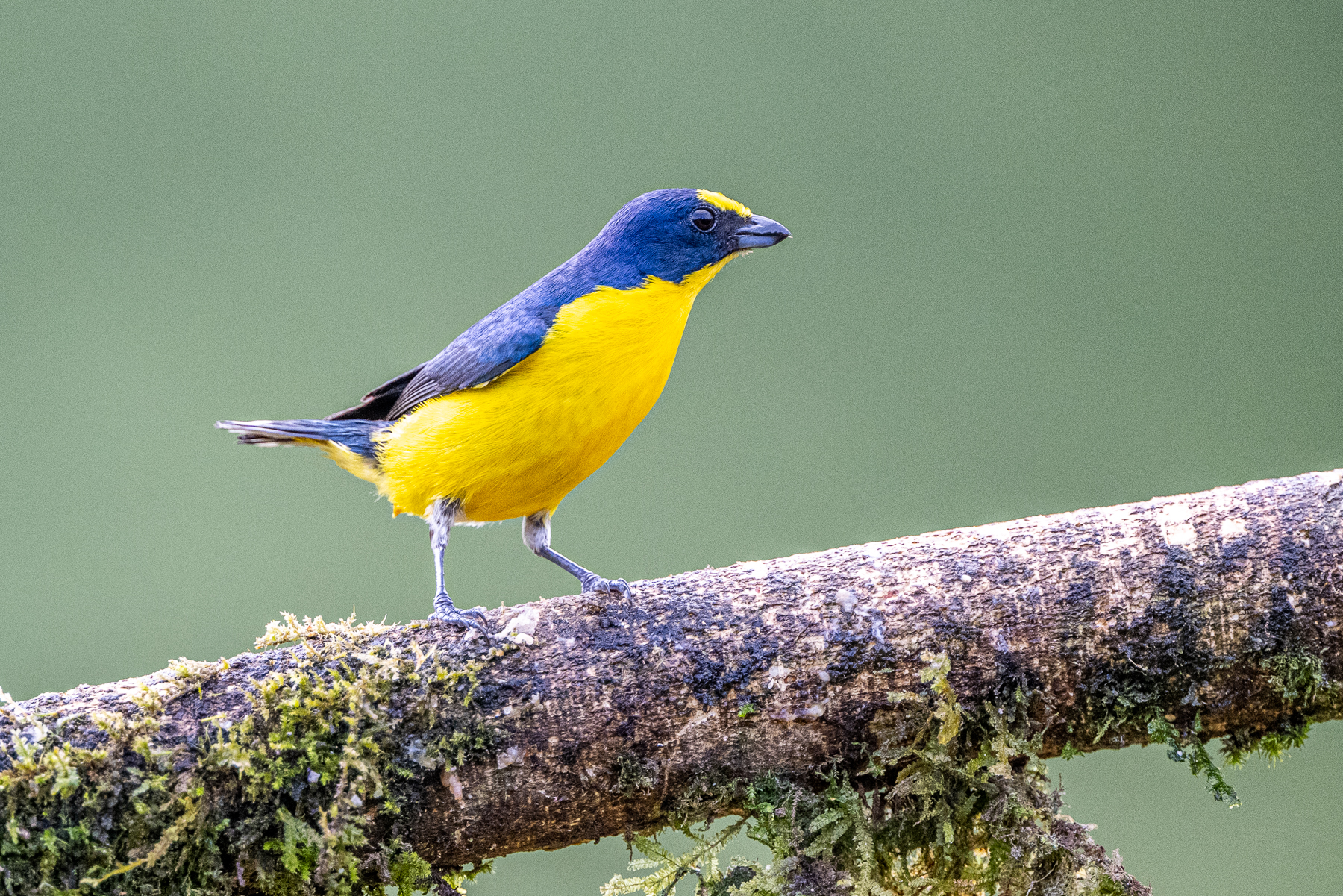 Tiny yet beautiful, a male Yellow-throated Euphonia (image by Oliver Krueger)