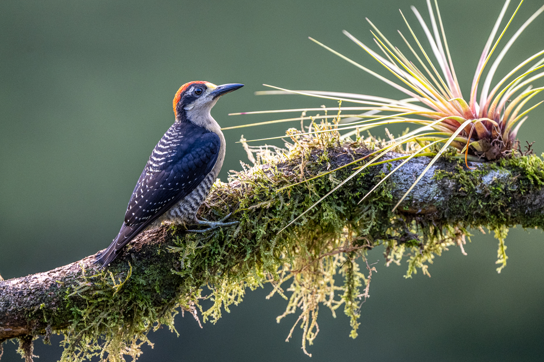 Black-cheeked Woodpecker male on a moss-laden branch (image by Oliver Krueger)