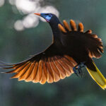 Late in the evening, a Montezuma Oropendola flies back to a perch (image by Oliver Krueger)