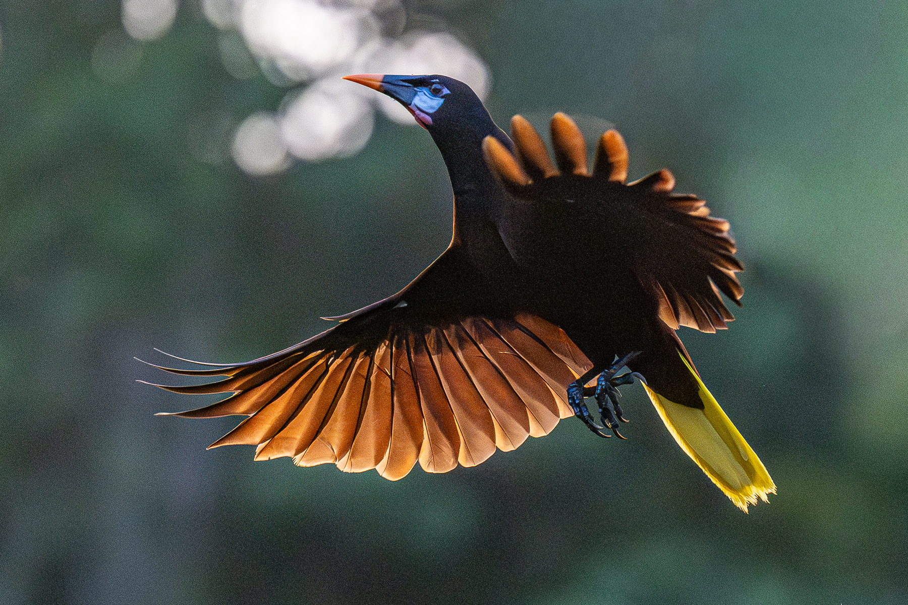 Late in the evening, a Montezuma Oropendola flies back to a perch (image by Oliver Krueger)