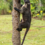The ever inquisitive White-nosed Coati is lured up a tree by a bunch of bananas (image by Oliver Krueger)