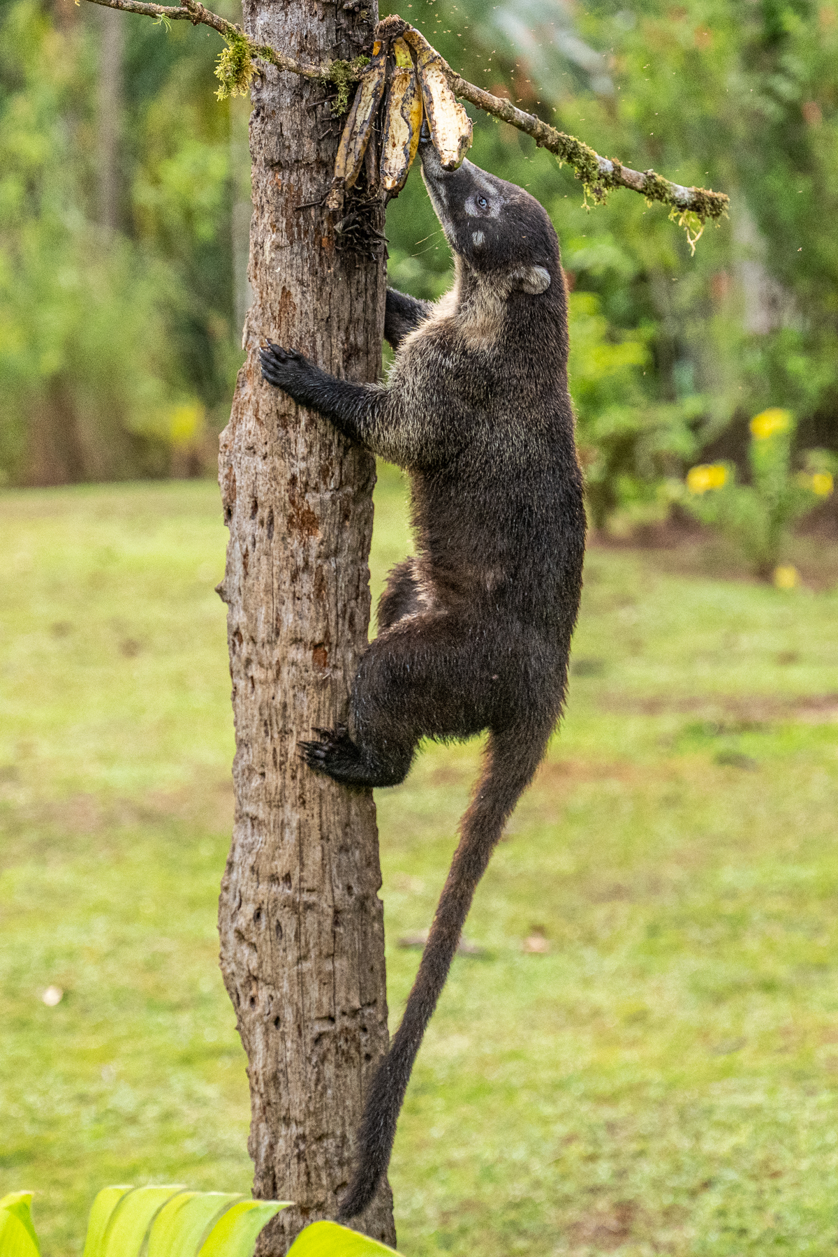 The ever inquisitive White-nosed Coati is lured up a tree by a bunch of bananas (image by Oliver Krueger)