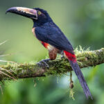 Another member of the Toucan family, the Collared Aracari (image by Oliver Krueger)