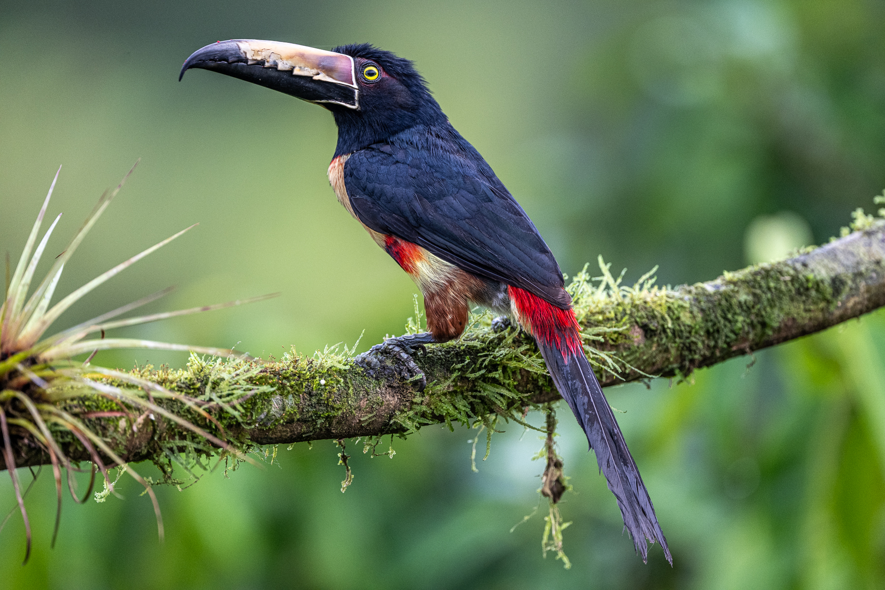 Another member of the Toucan family, the Collared Aracari (image by Oliver Krueger)