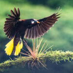 Montezuma Oropendola arriving in the early morning mist (image by Oliver Krueger)