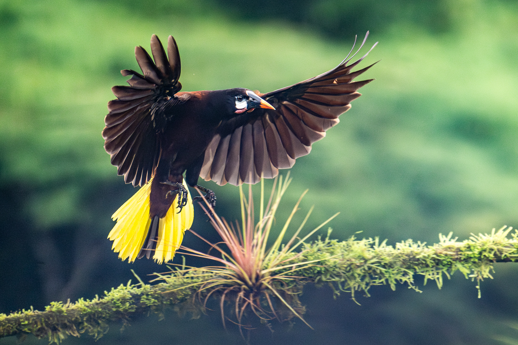 Montezuma Oropendola arriving in the early morning mist (image by Oliver Krueger)