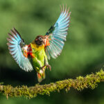A flash of blue anounces the arrival of a Brown-hooded Parrot (image by Oliver Krueger)