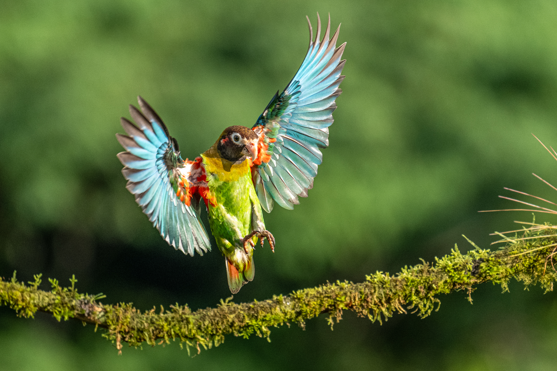 A flash of blue anounces the arrival of a Brown-hooded Parrot (image by Oliver Krueger)