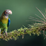 Brown-hooded Parrot and an epiphyte (image by Oliver Krueger)