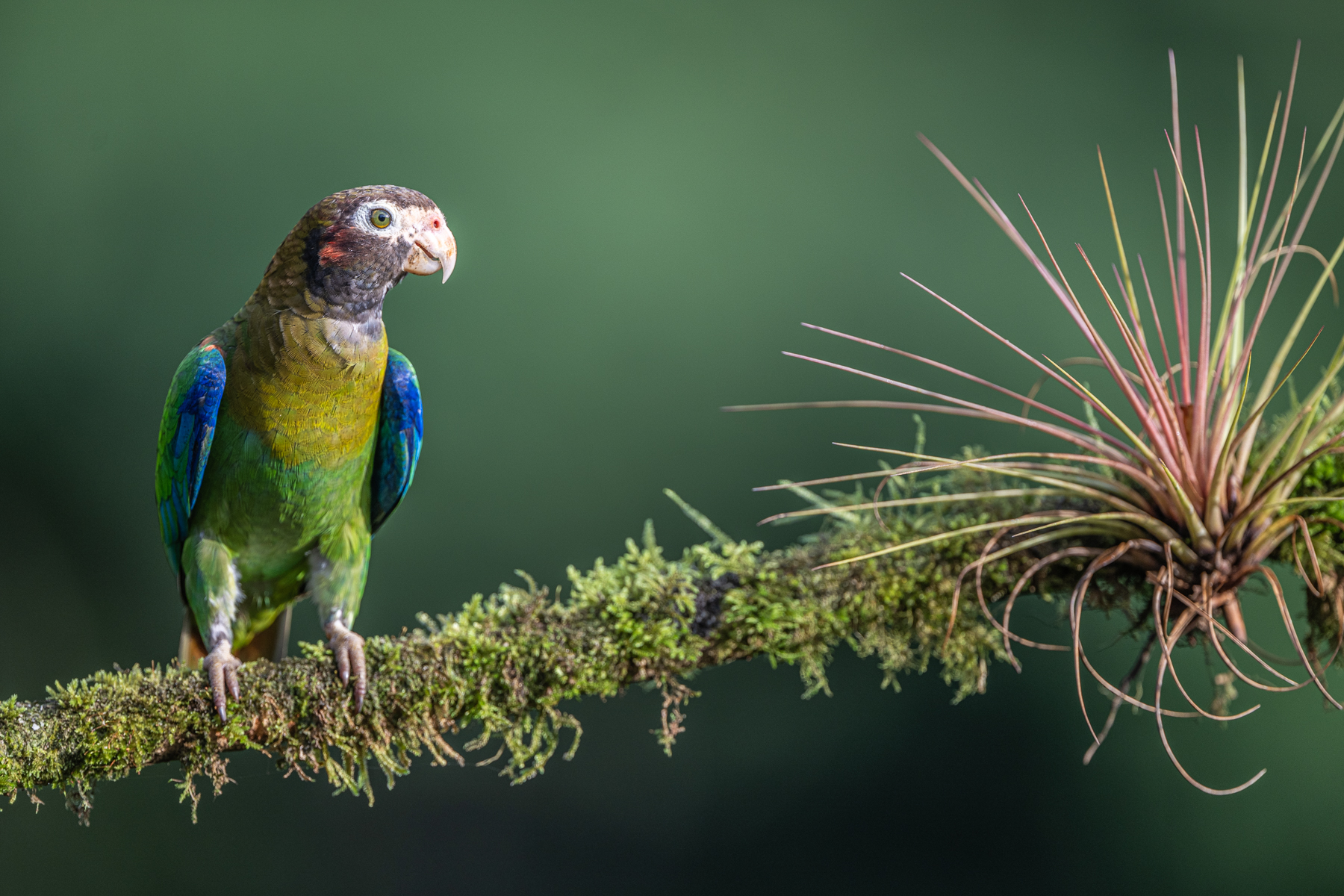 Brown-hooded Parrot and an epiphyte (image by Oliver Krueger)