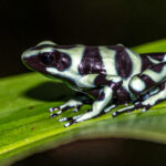 The colour pattern of a Green-and-black Poison Dart Frog is highly variable, almost like a fingerprint (image by Oliver Krueger)
